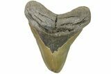 Bargain, Fossil Megalodon Tooth - North Carolina #182663-1